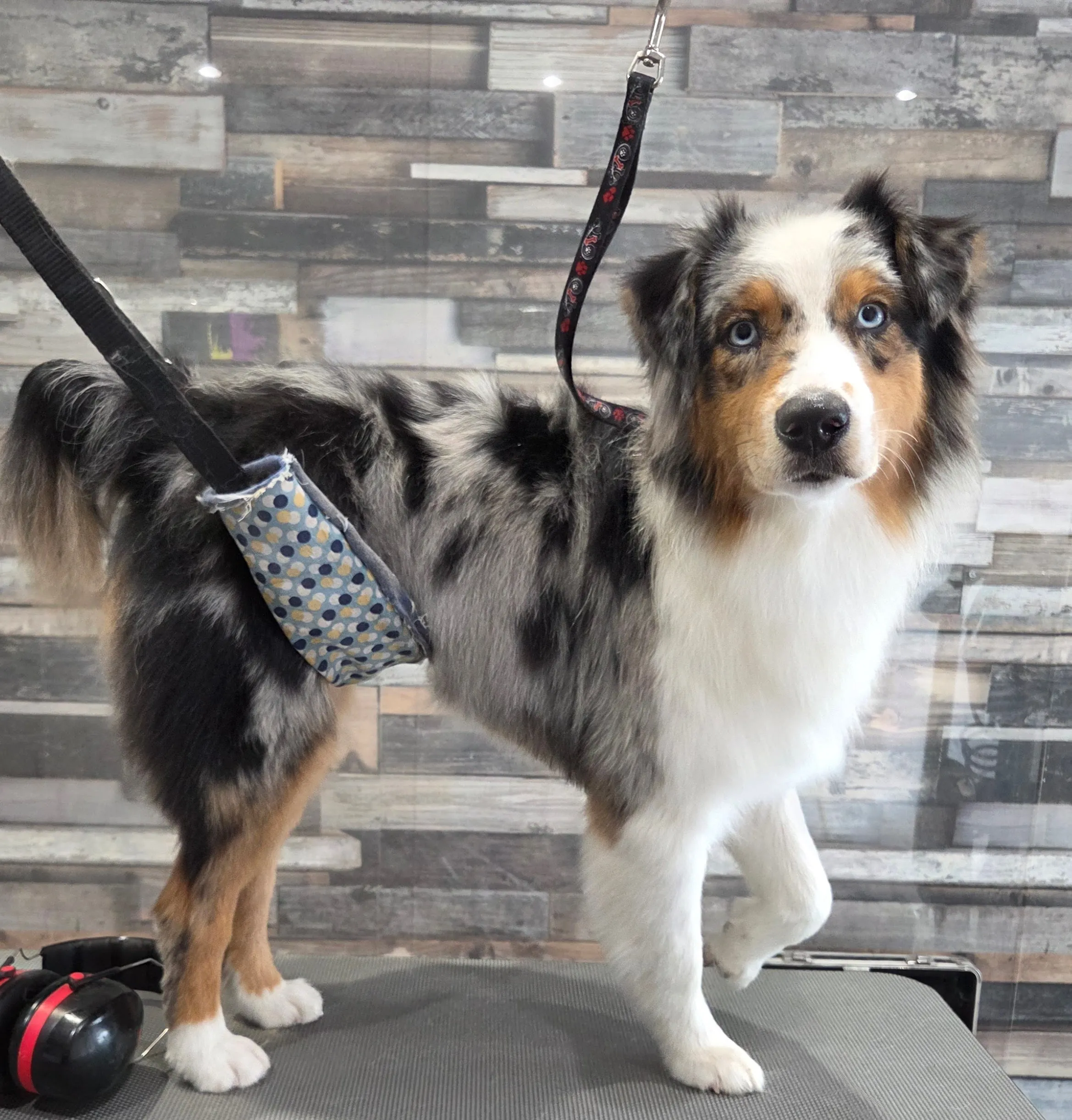 Berger australien bleu merle après toilettage chez Toutou Barbu