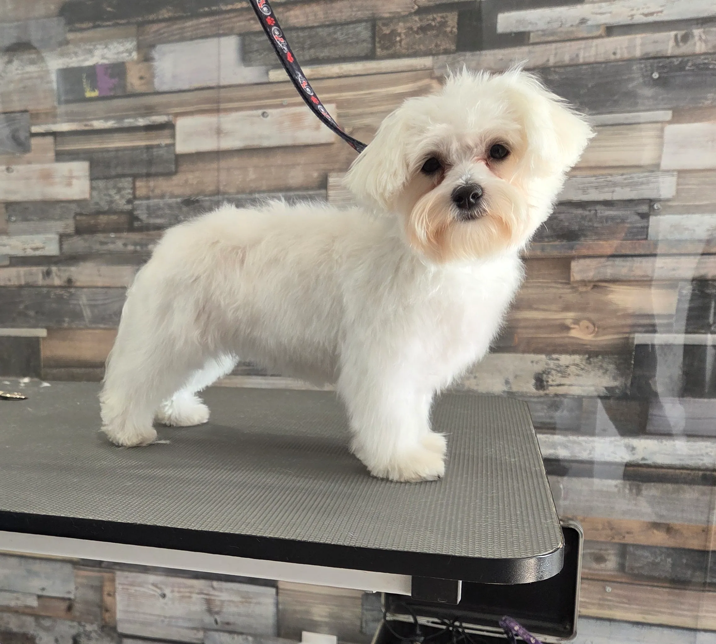 Bichon maltais blanc après toilettage chez Toutou Barbu