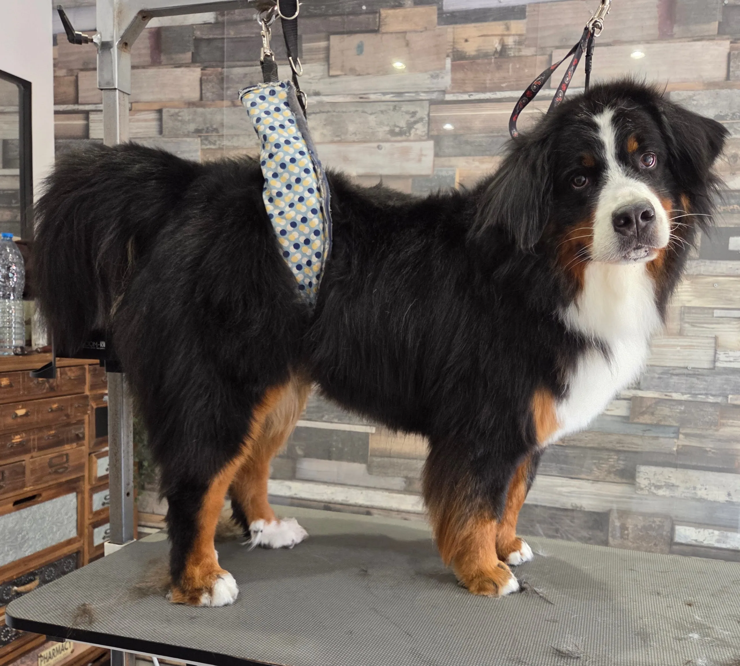 Bouvier bernois dans le salon de toilettage Toutou Barbu