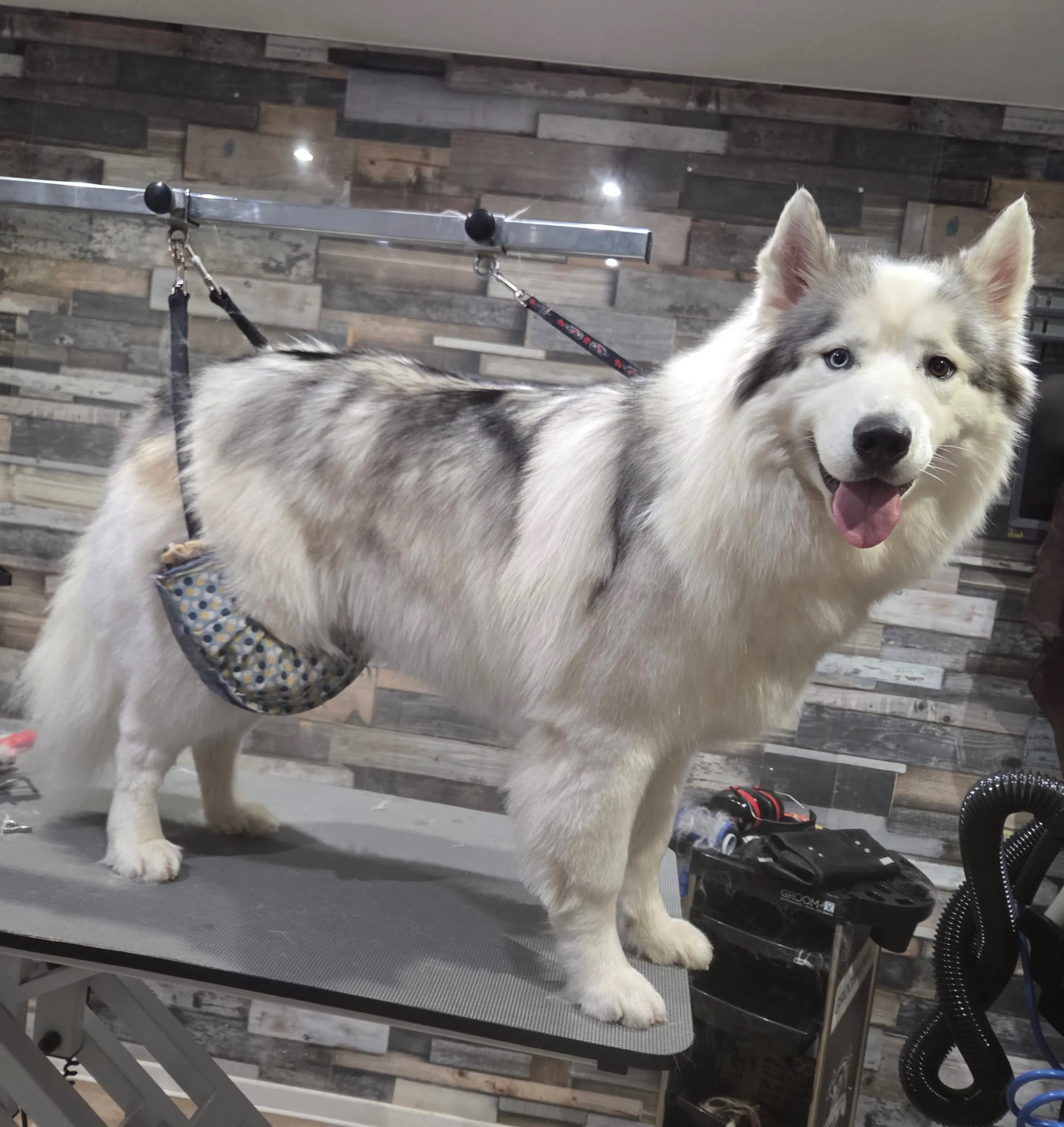 Chien croisé husky après toilettage chez Toutou Barbu