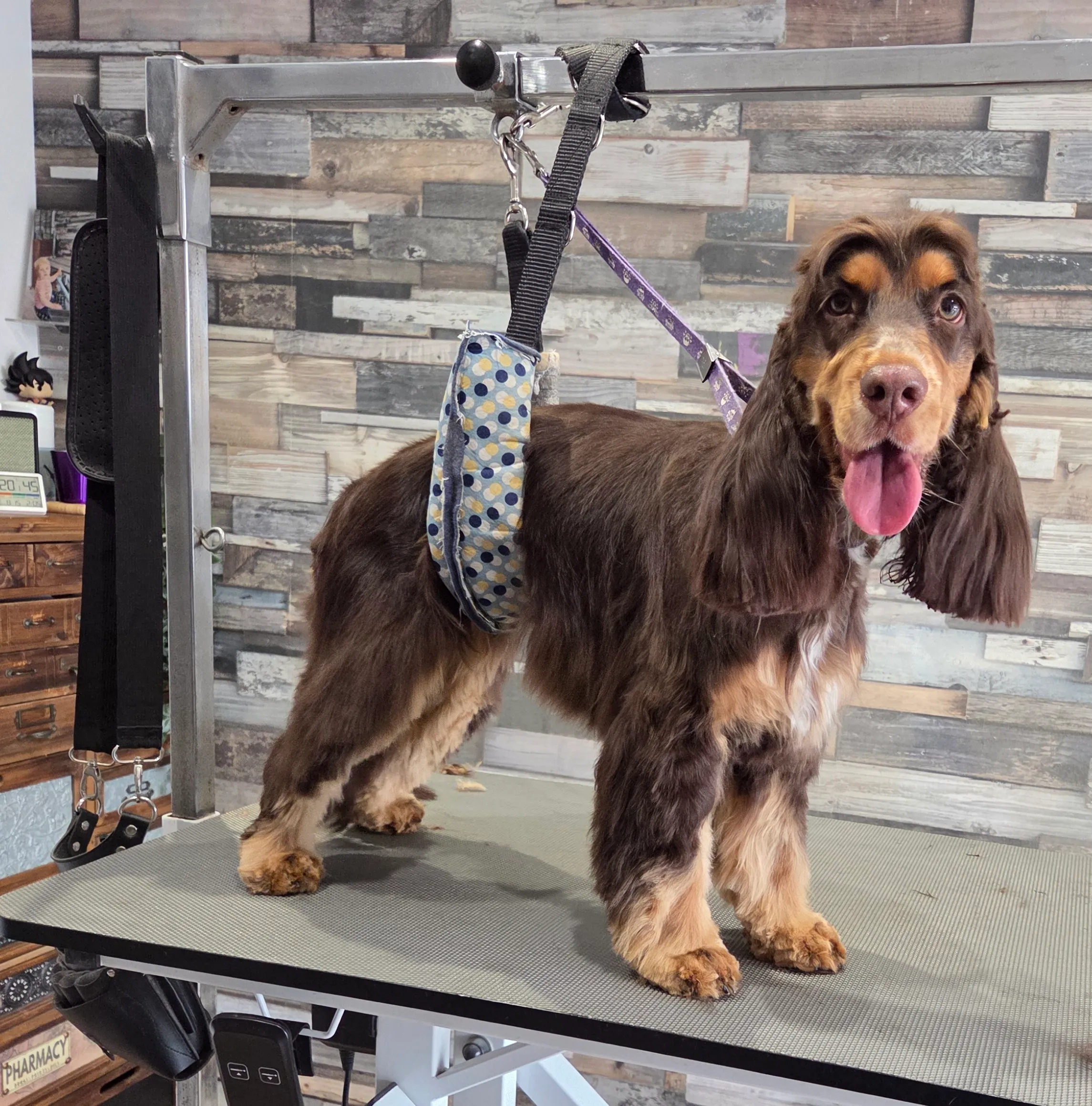 Cocker spaniel marron après toilettage chez Toutou Barbu