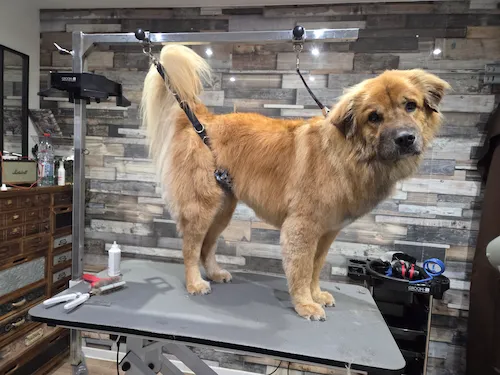 Chien avant toilettage - Transformation 1