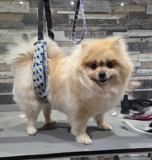 Chien avant toilettage - Transformation 2