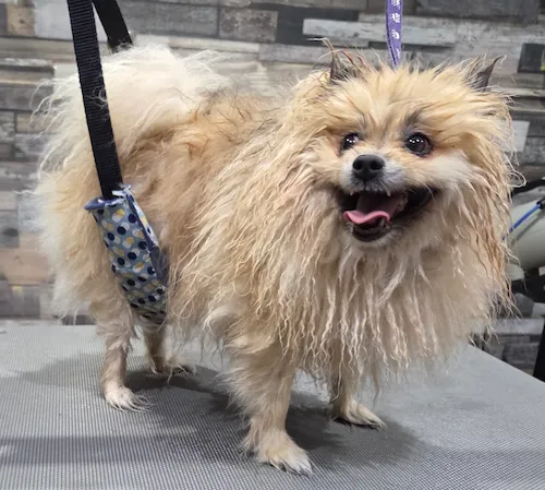 Chien après toilettage - Transformation 2